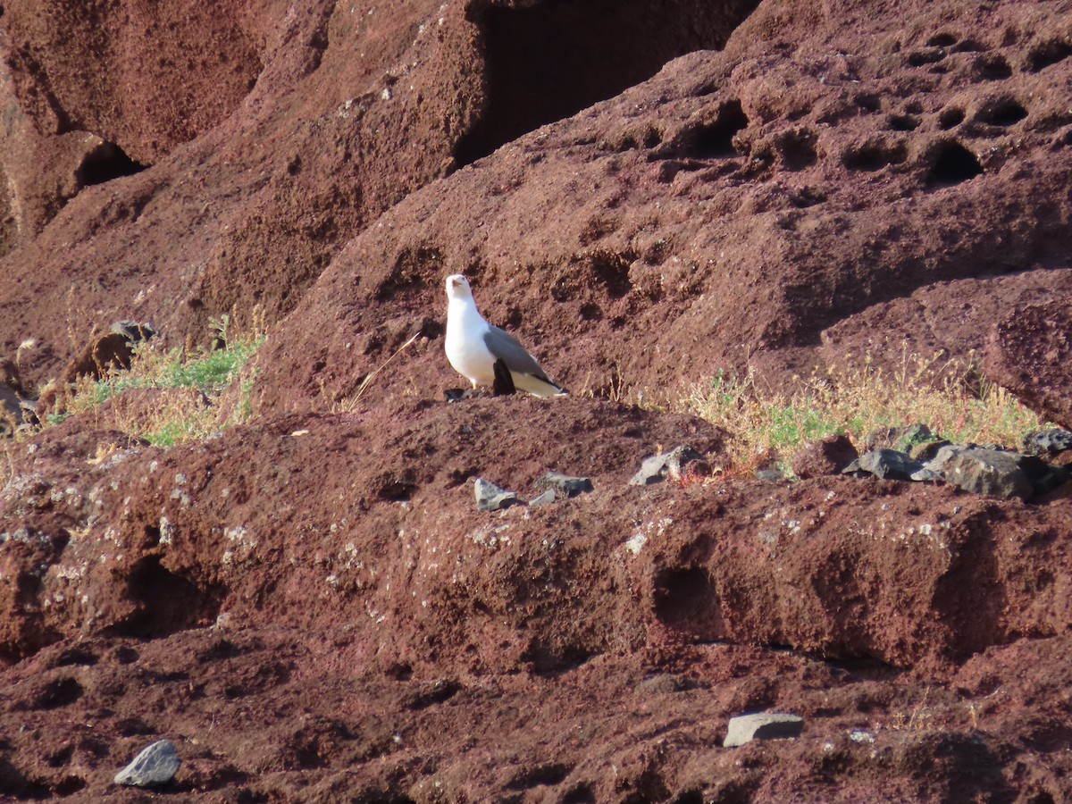 Yellow-legged Gull - ML639017738