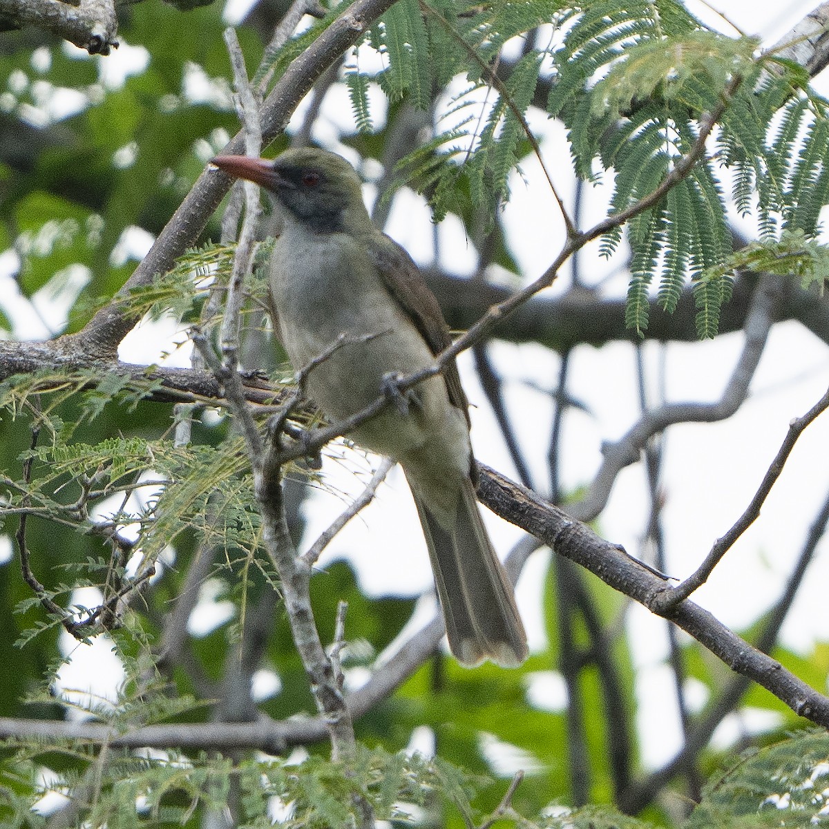 Timor Oriole - ML639017775