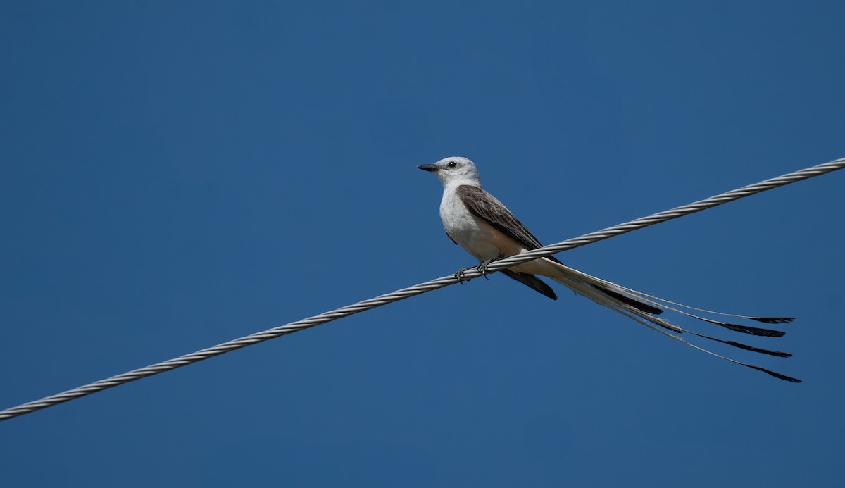 Scissor-tailed Flycatcher - ML639017783
