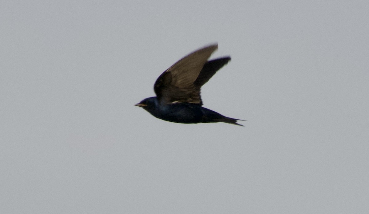 Purple Martin - ML639017785