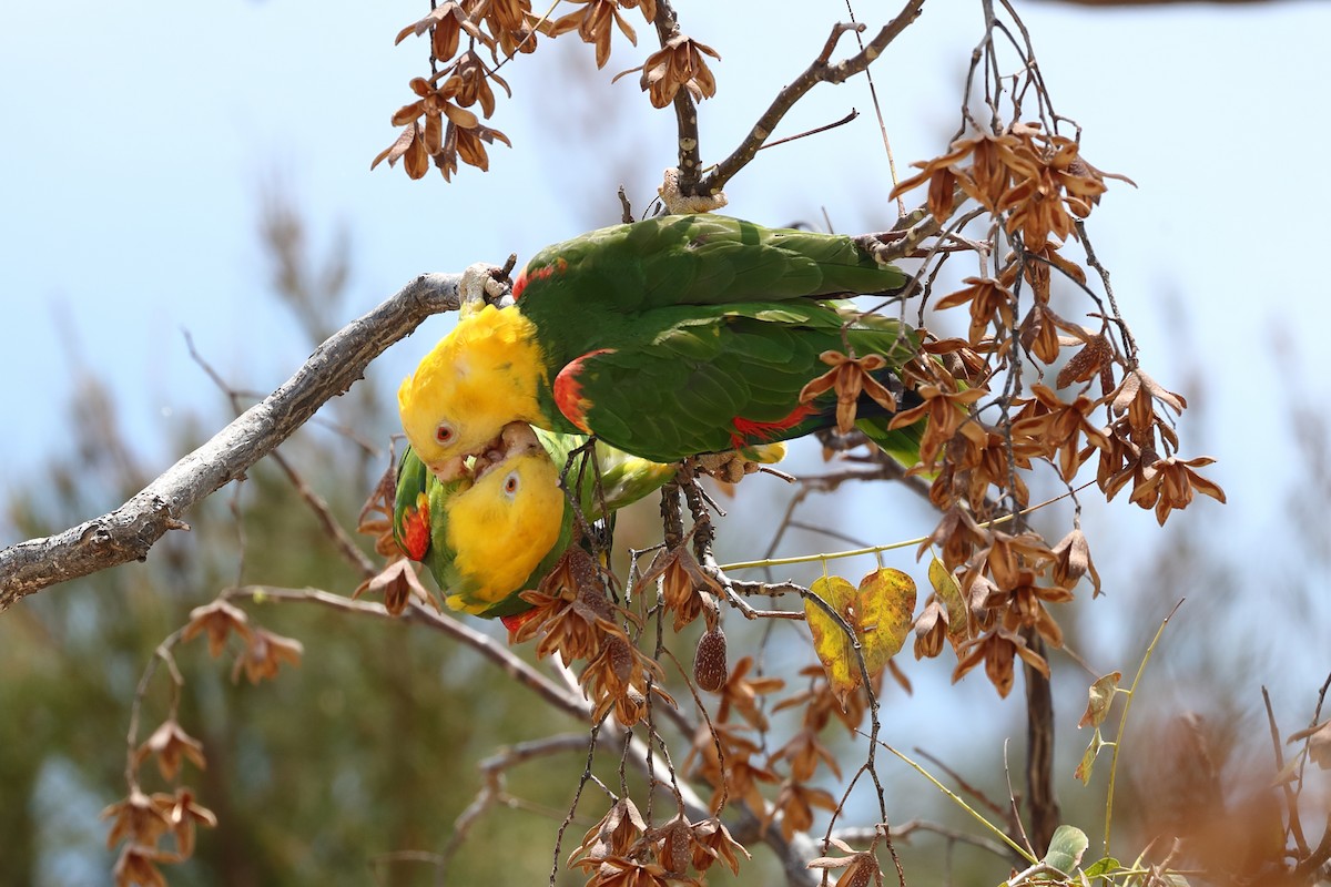 Yellow-headed Amazon (Tres Marias Is.) - ML639017805