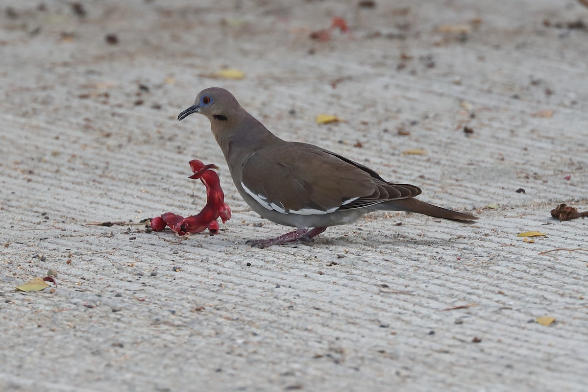 White-winged Dove - ML639017810