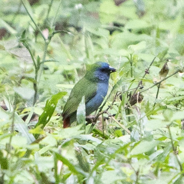 Tricolored Parrotfinch - ML639017813