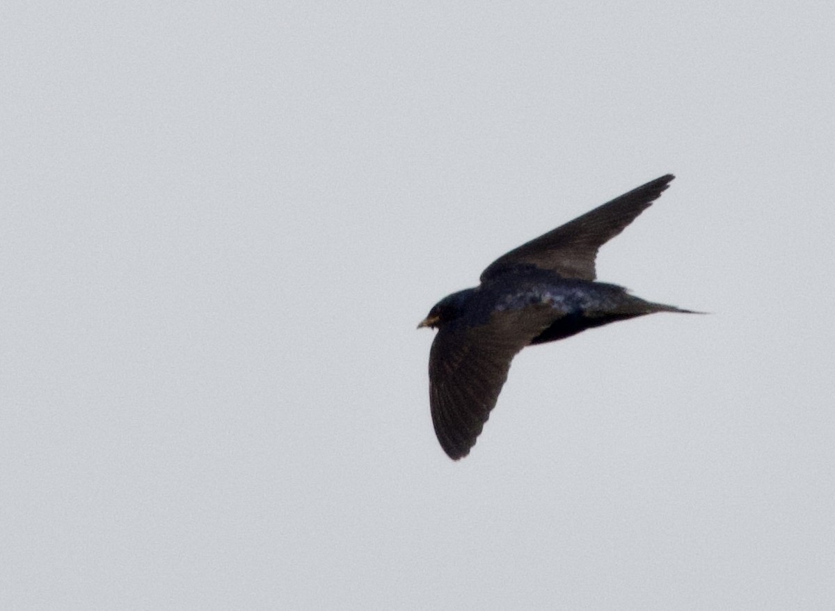 Purple Martin - ML639017815