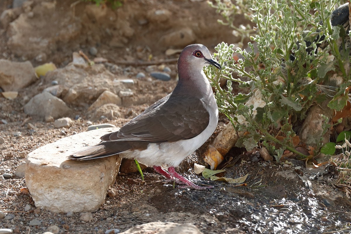 White-tipped Dove - ML639017832