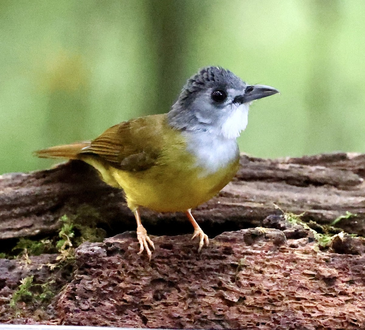 Yellow-bellied Bulbul - ML639017837
