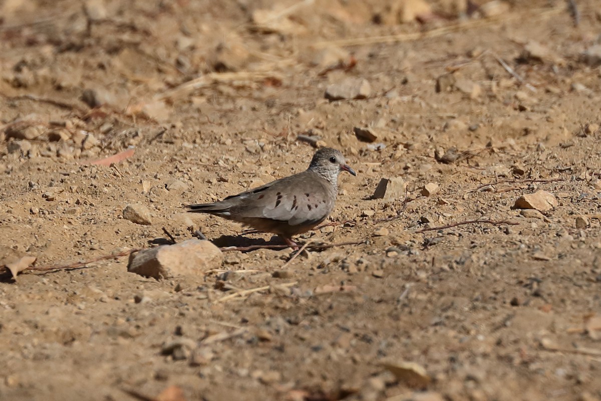 Common Ground Dove - ML639017919