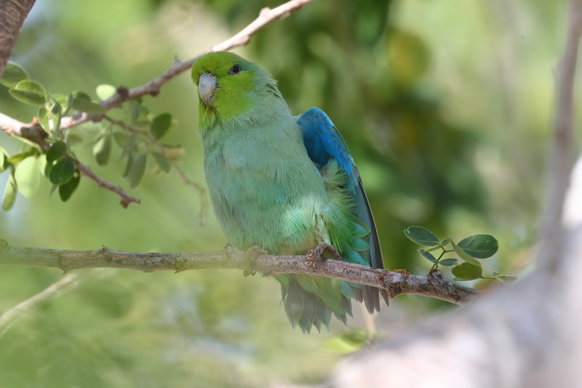 Mexican Parrotlet (Tres Marias Is.) - ML639017935