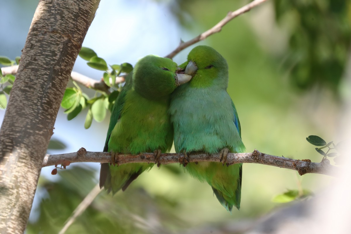 Mexican Parrotlet (Tres Marias Is.) - ML639017936