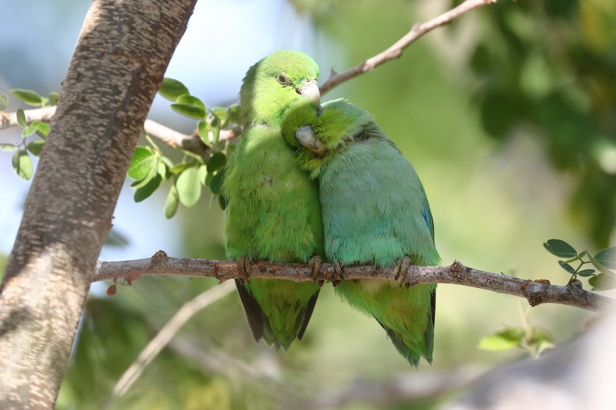 Mexican Parrotlet (Tres Marias Is.) - ML639017937