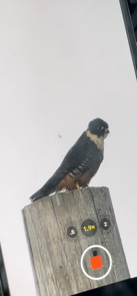Bat Falcon - ML639017958