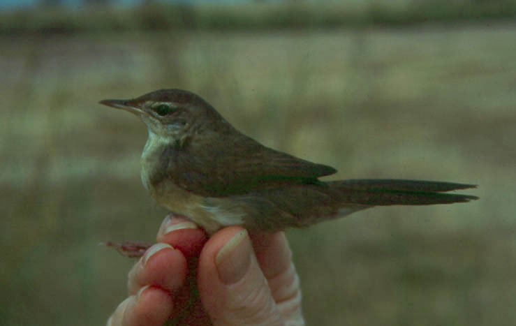 Chinese Bush Warbler - ML639017982