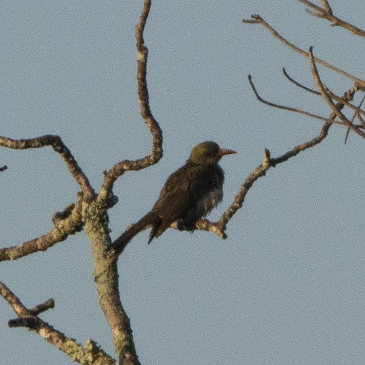 Timor Oriole - ML639018060