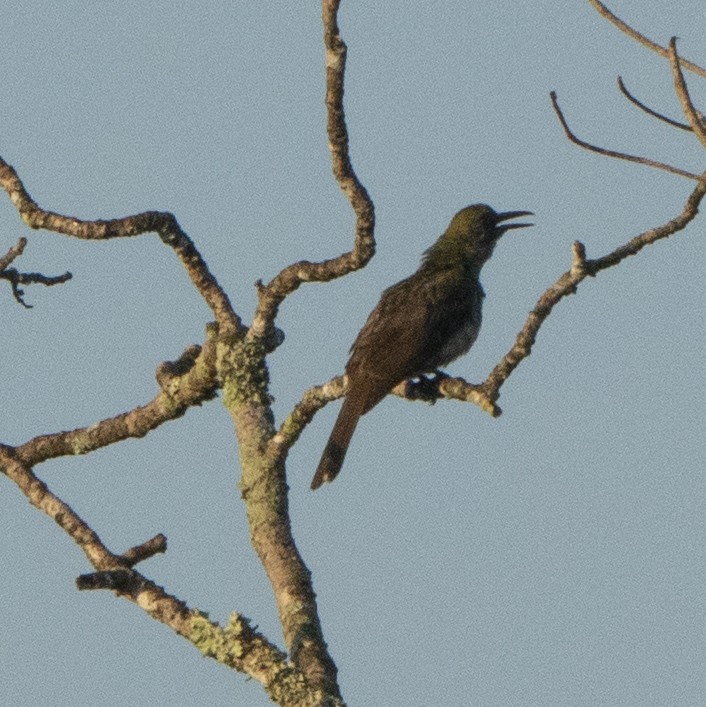 Timor Oriole - ML639018061