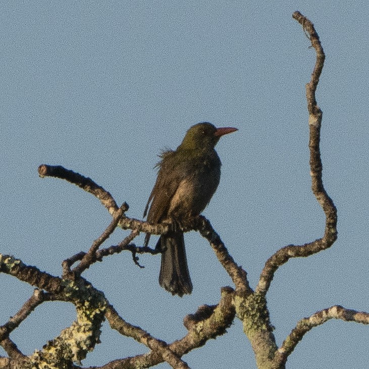 Timor Oriole - ML639018062