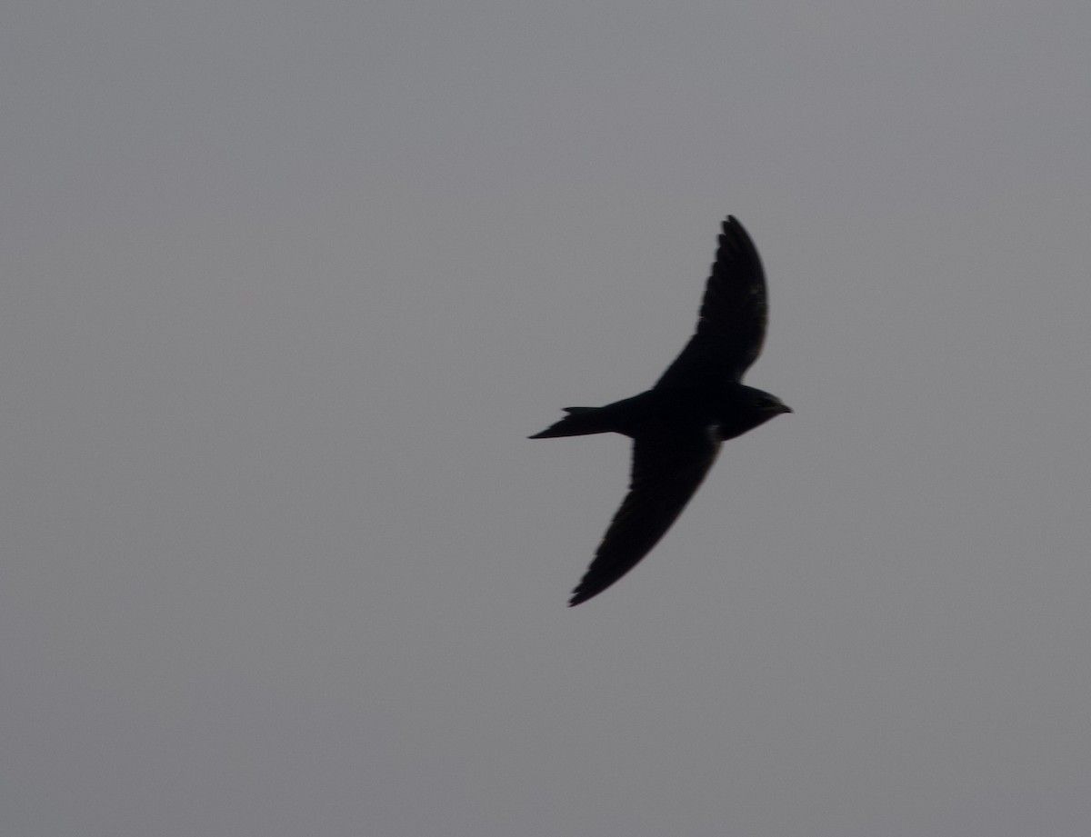 Purple Martin - ML639018079