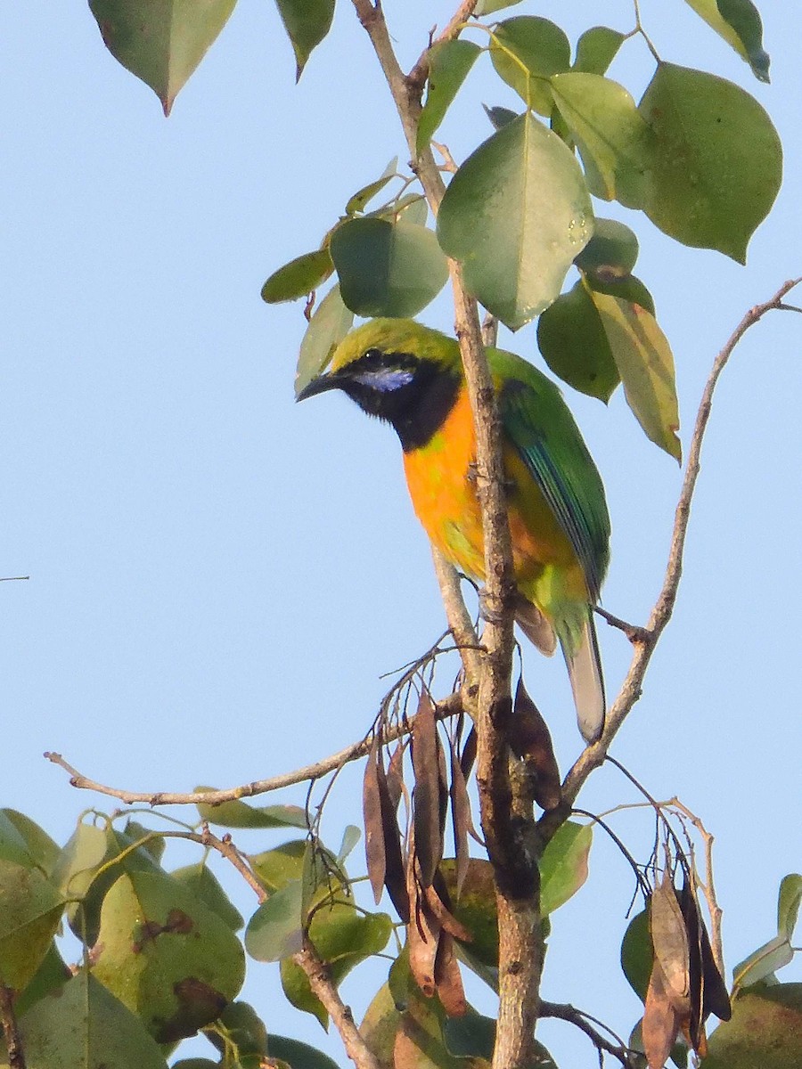 Orange-bellied Leafbird - ML639018087