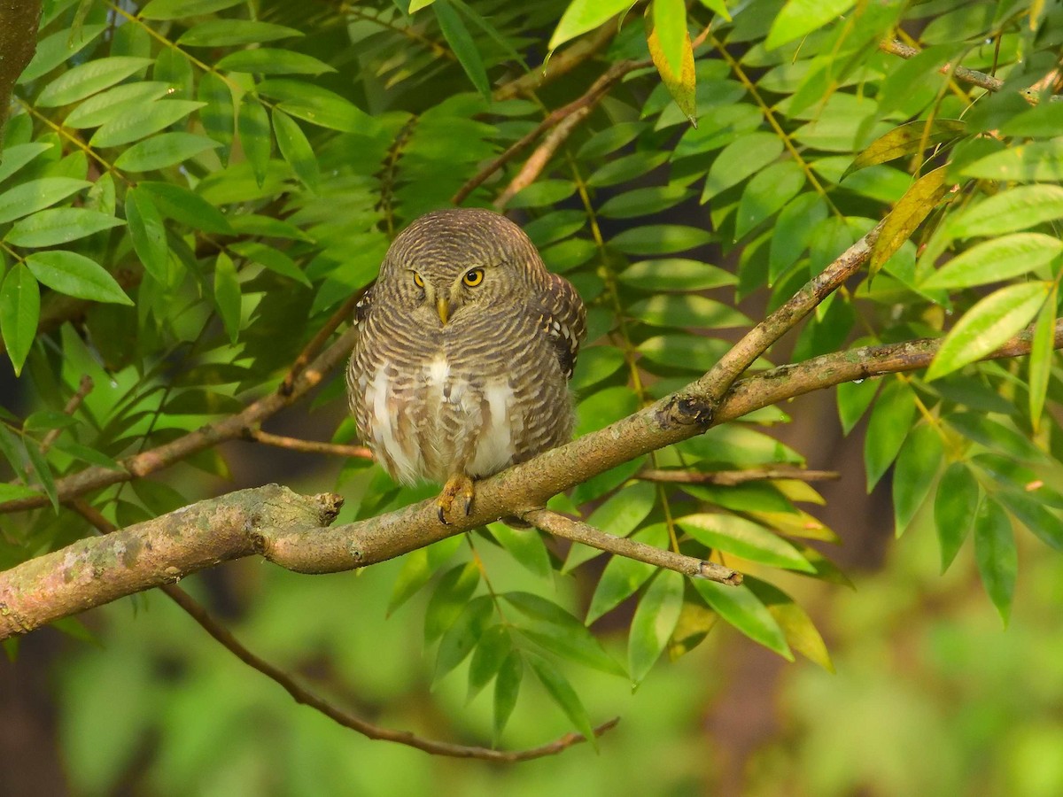 Asian Barred Owlet - ML639018093