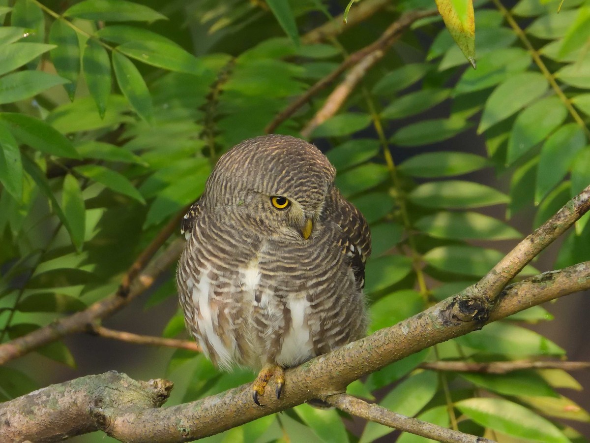 Asian Barred Owlet - ML639018099