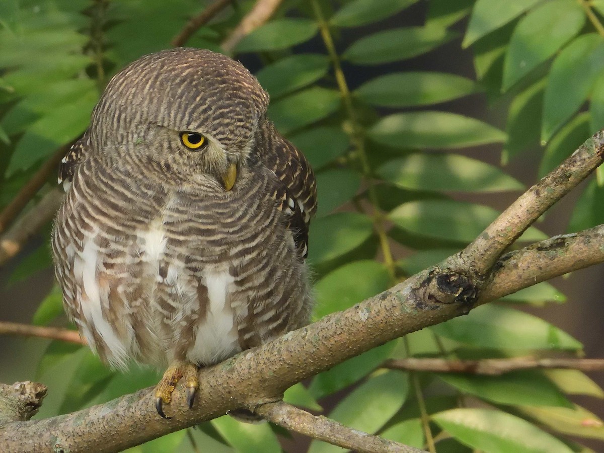 Asian Barred Owlet - ML639018100