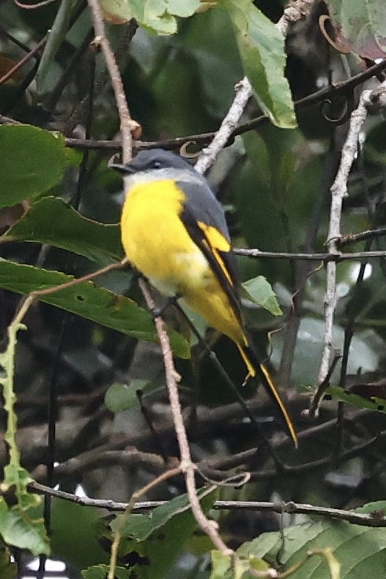 Gray-chinned Minivet - ML639018110