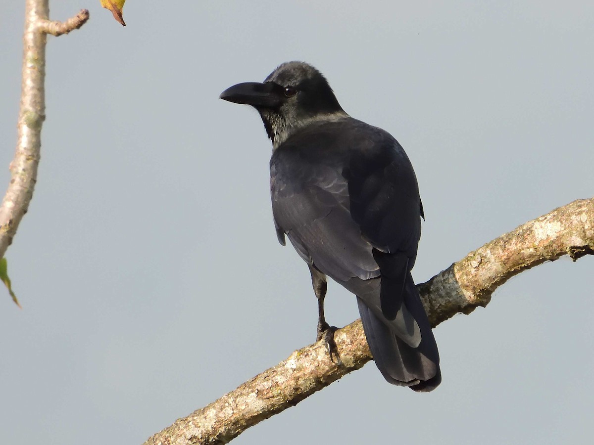 Large-billed Crow - ML639018114