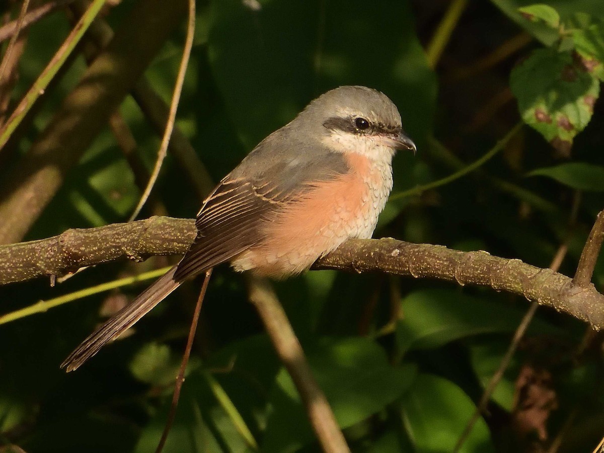 Gray-backed Shrike - ML639018119