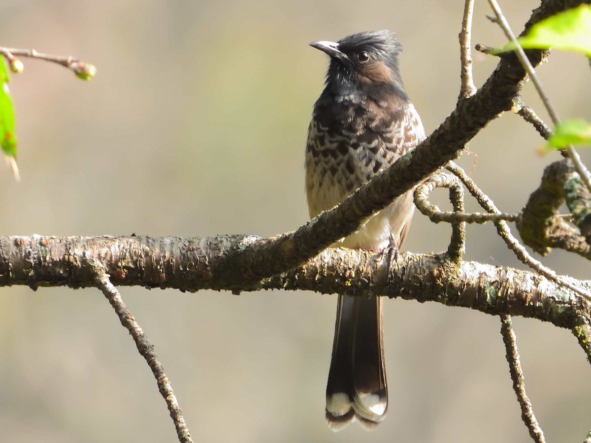 Red-vented Bulbul - ML639018137