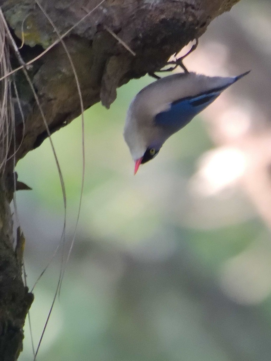 Velvet-fronted Nuthatch - ML639018181
