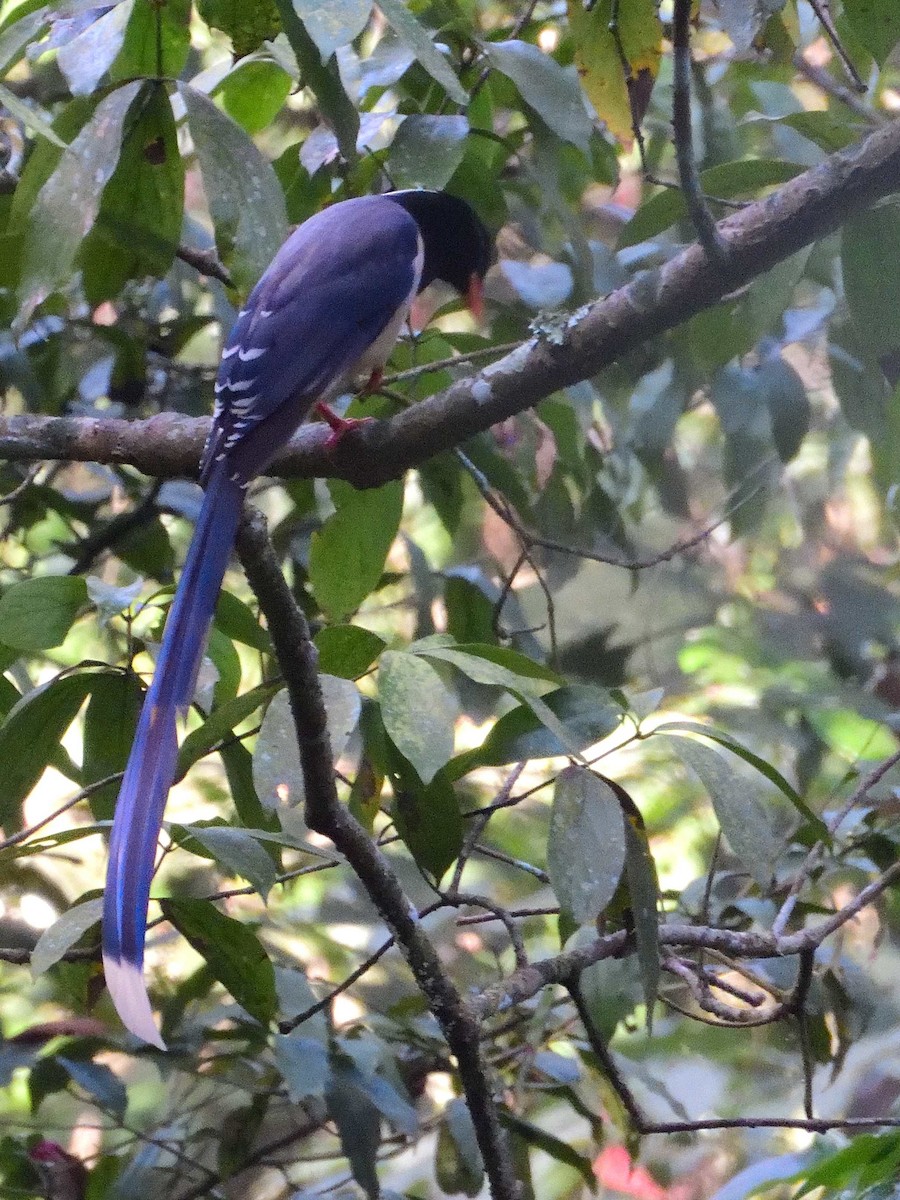 Red-billed Blue-Magpie - ML639018187