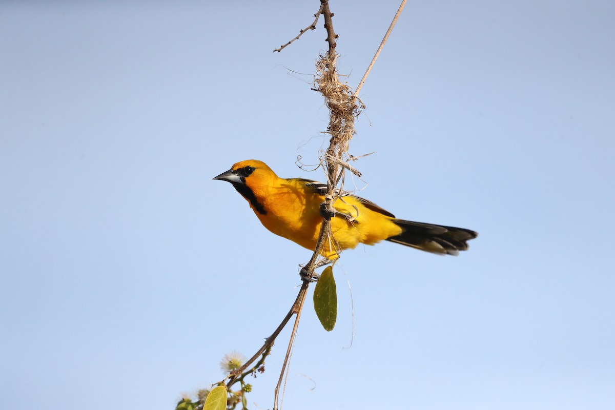 Streak-backed Oriole (Tres Marias Is.) - ML639018222