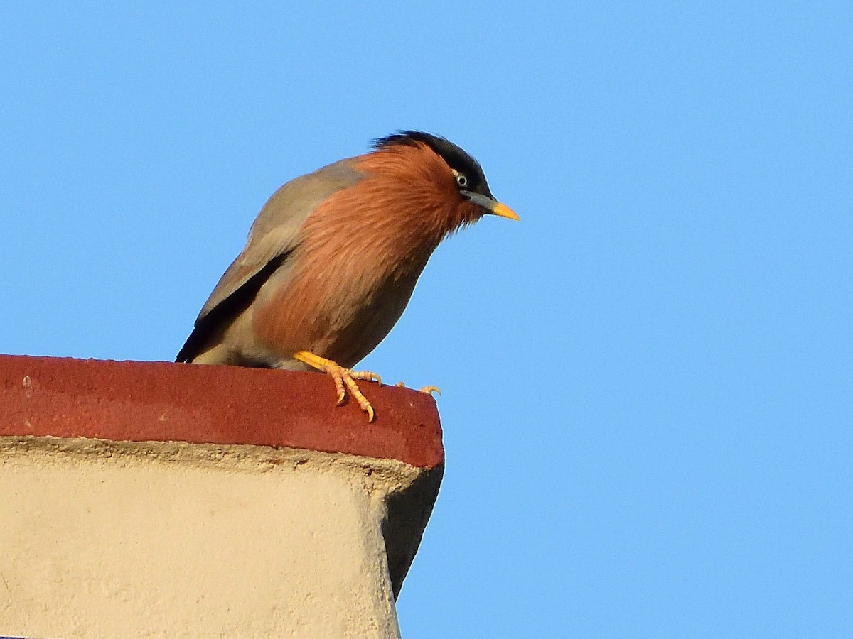 Brahminy Starling - ML639018231