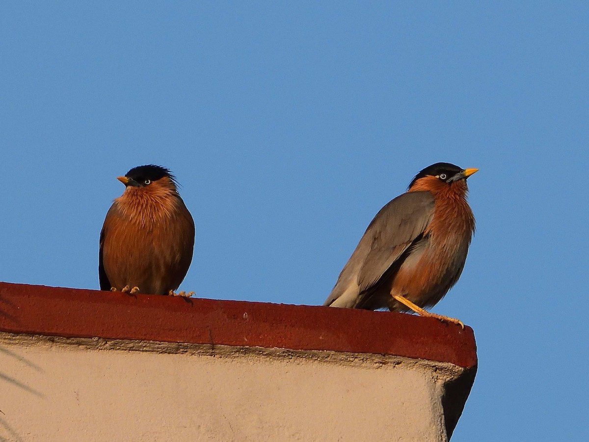 Brahminy Starling - ML639018252