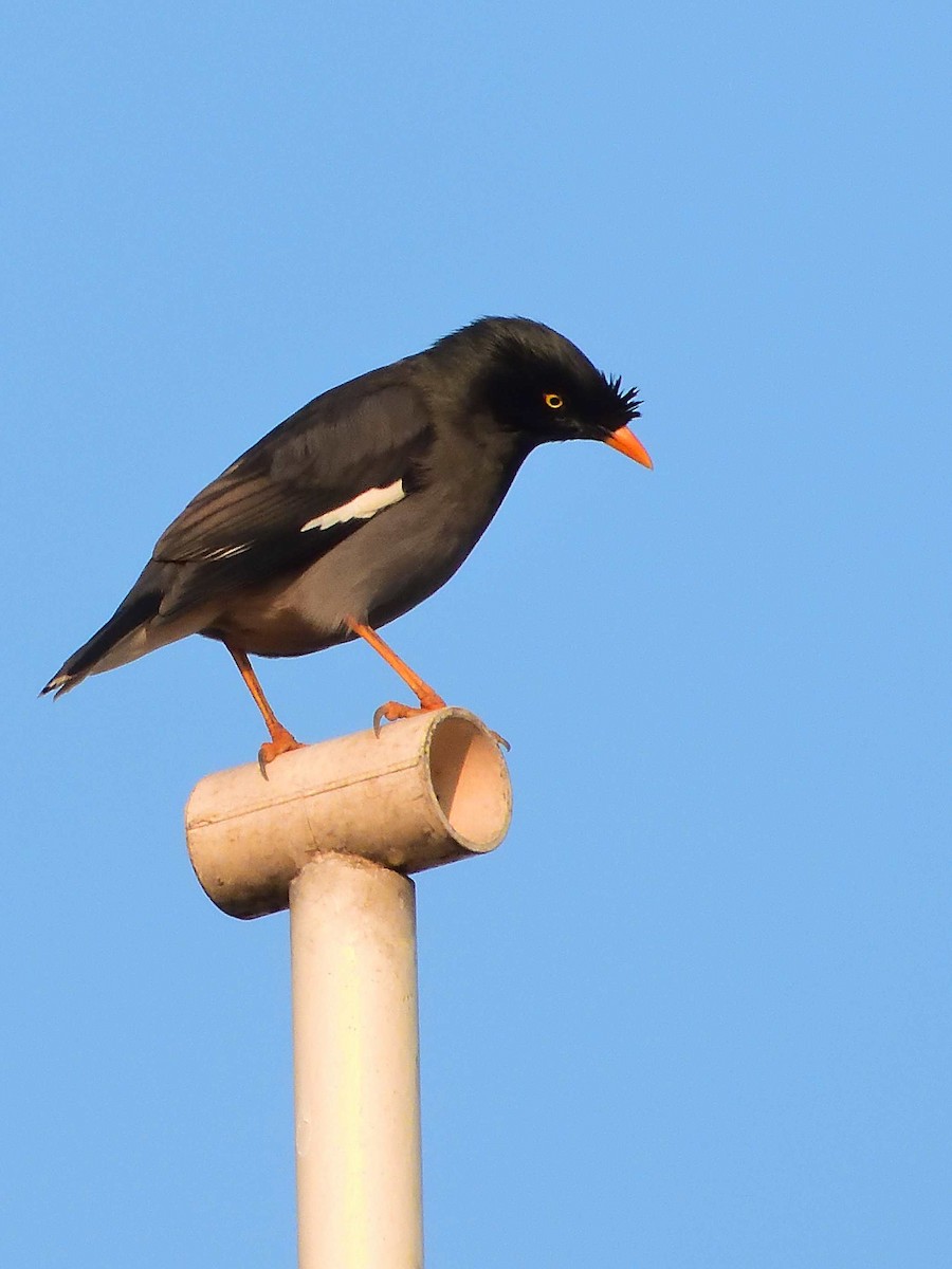 Jungle Myna - ML639018255