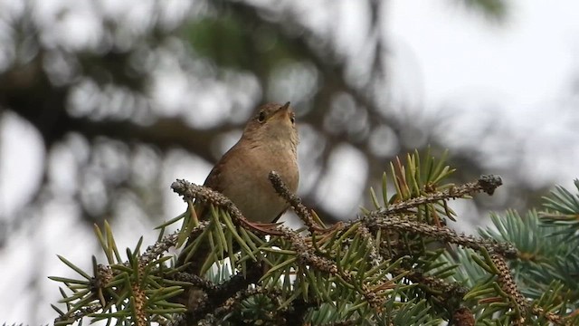 Northern House Wren - ML639018260