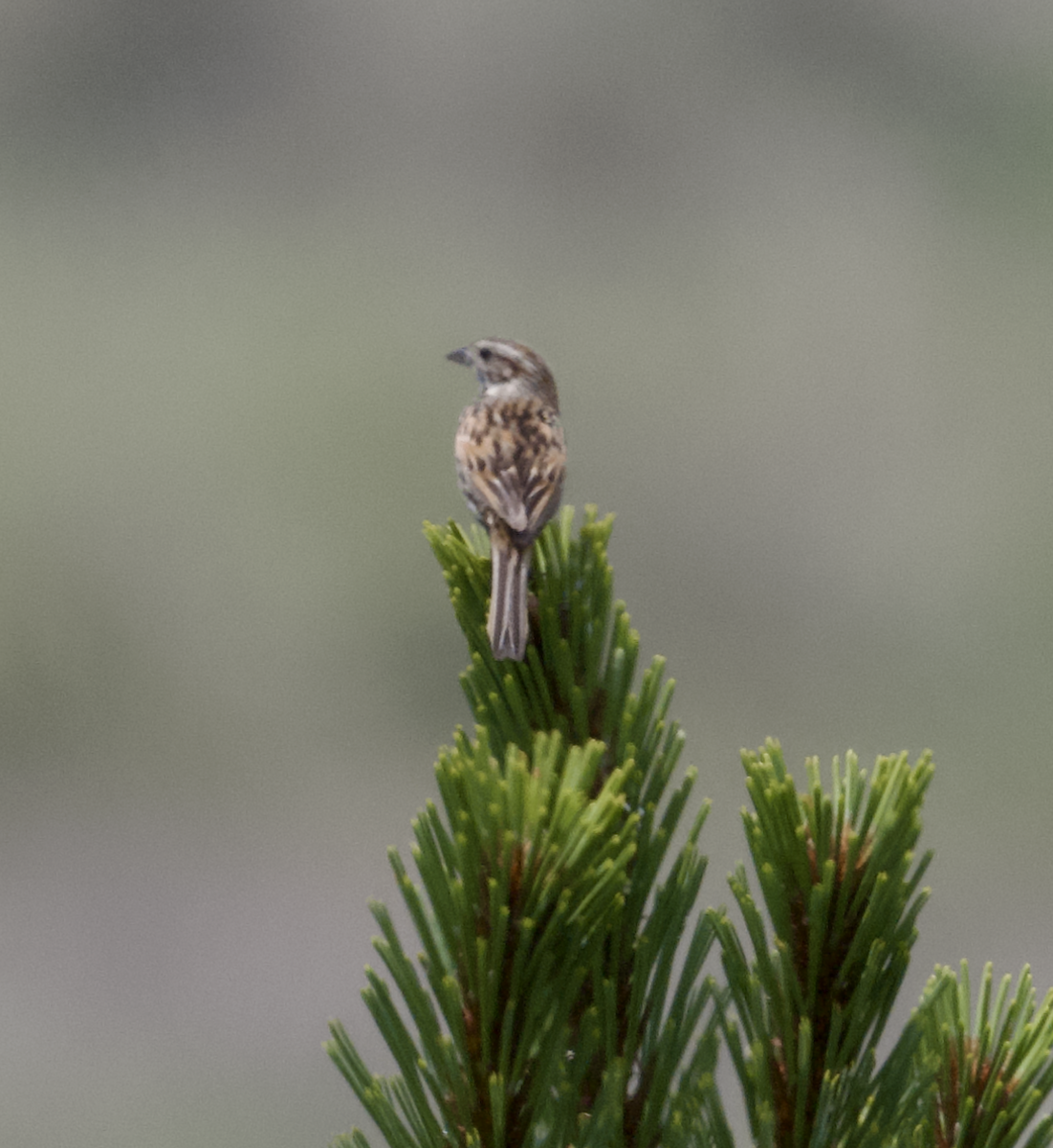 Bruant des sierras - ML639018273