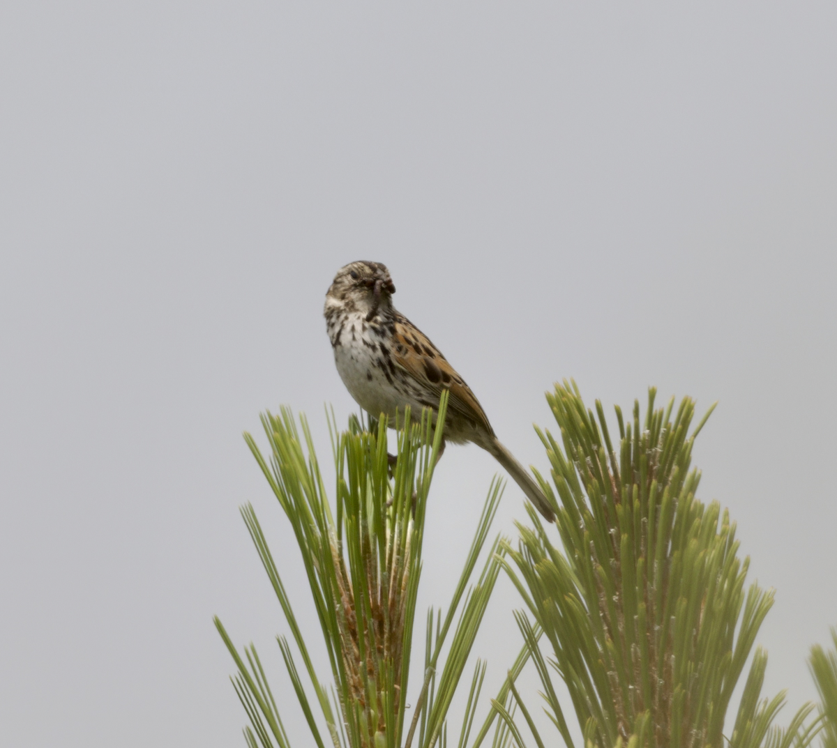 Bruant des sierras - ML639018274