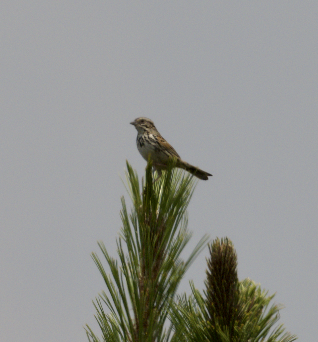 Bruant des sierras - ML639018275