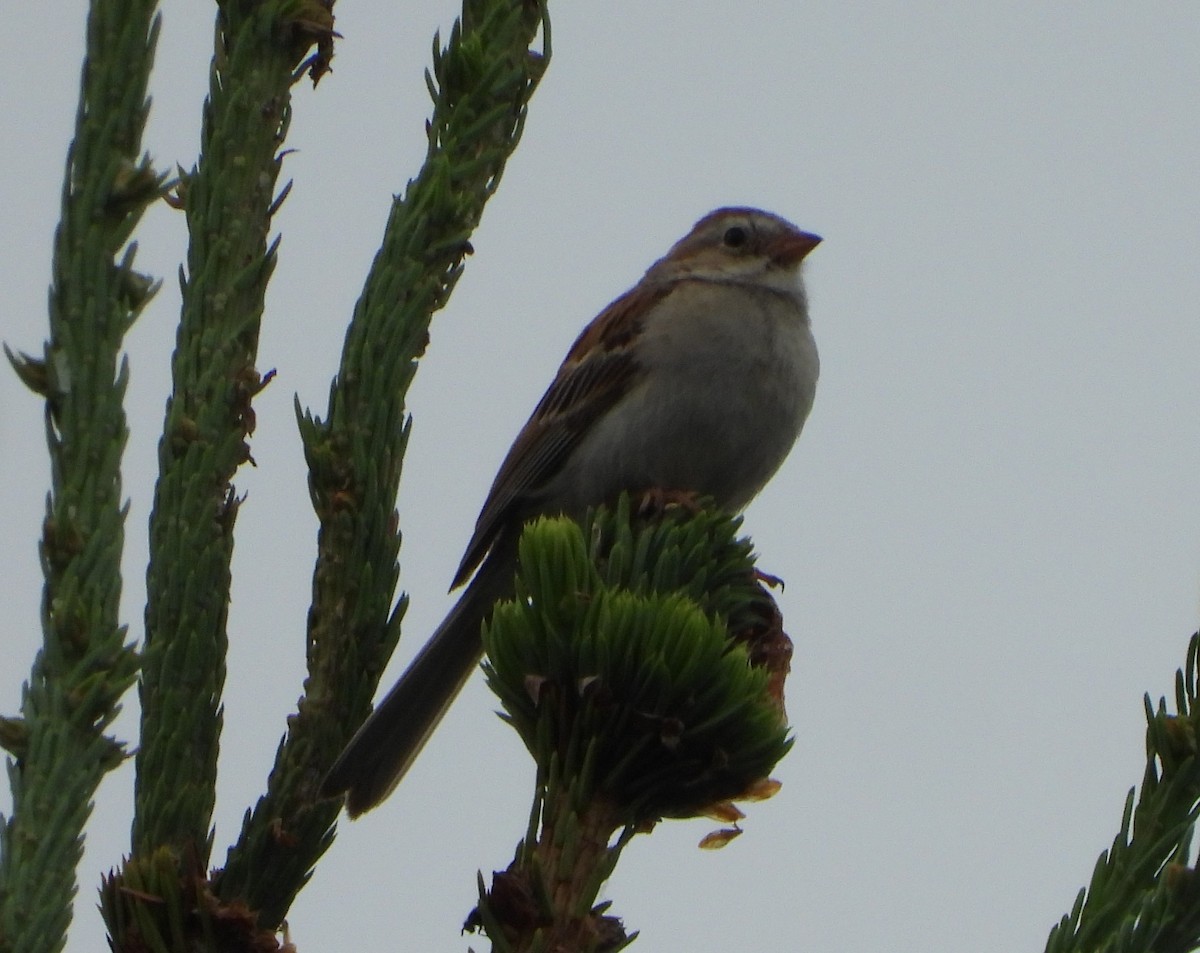 Clay-colored x Field Sparrow (hybrid) - ML639018295