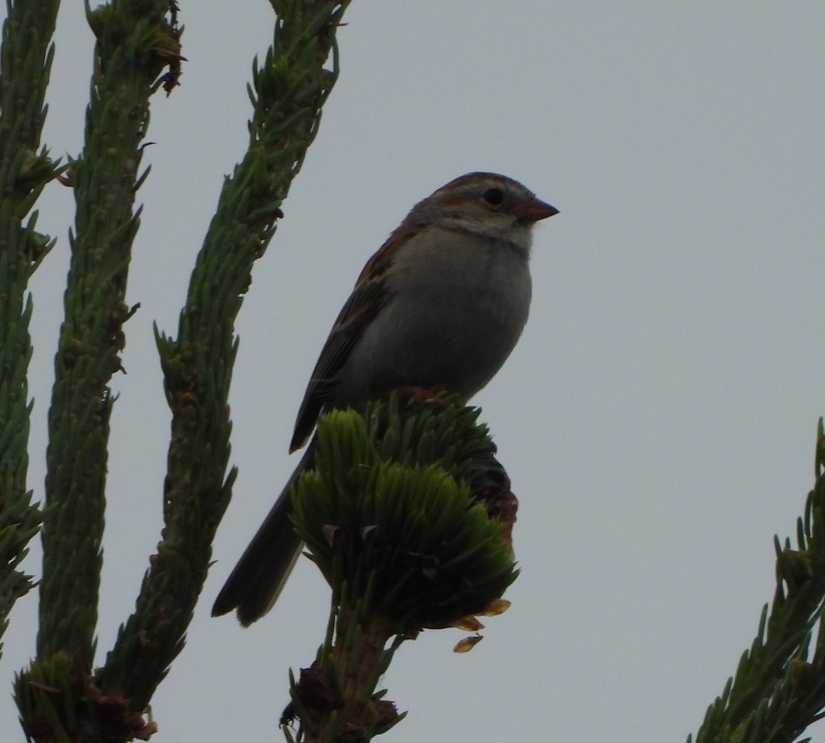 Clay-colored x Field Sparrow (hybrid) - ML639018296