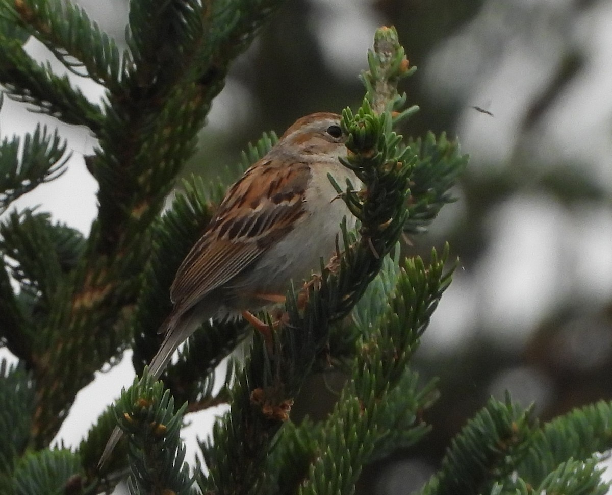Clay-colored x Field Sparrow (hybrid) - ML639018300