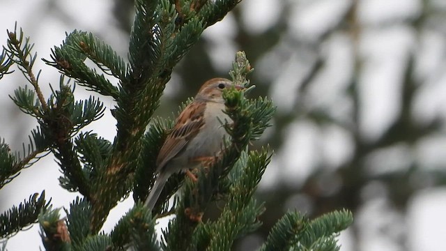 Clay-colored x Field Sparrow (hybrid) - ML639018303