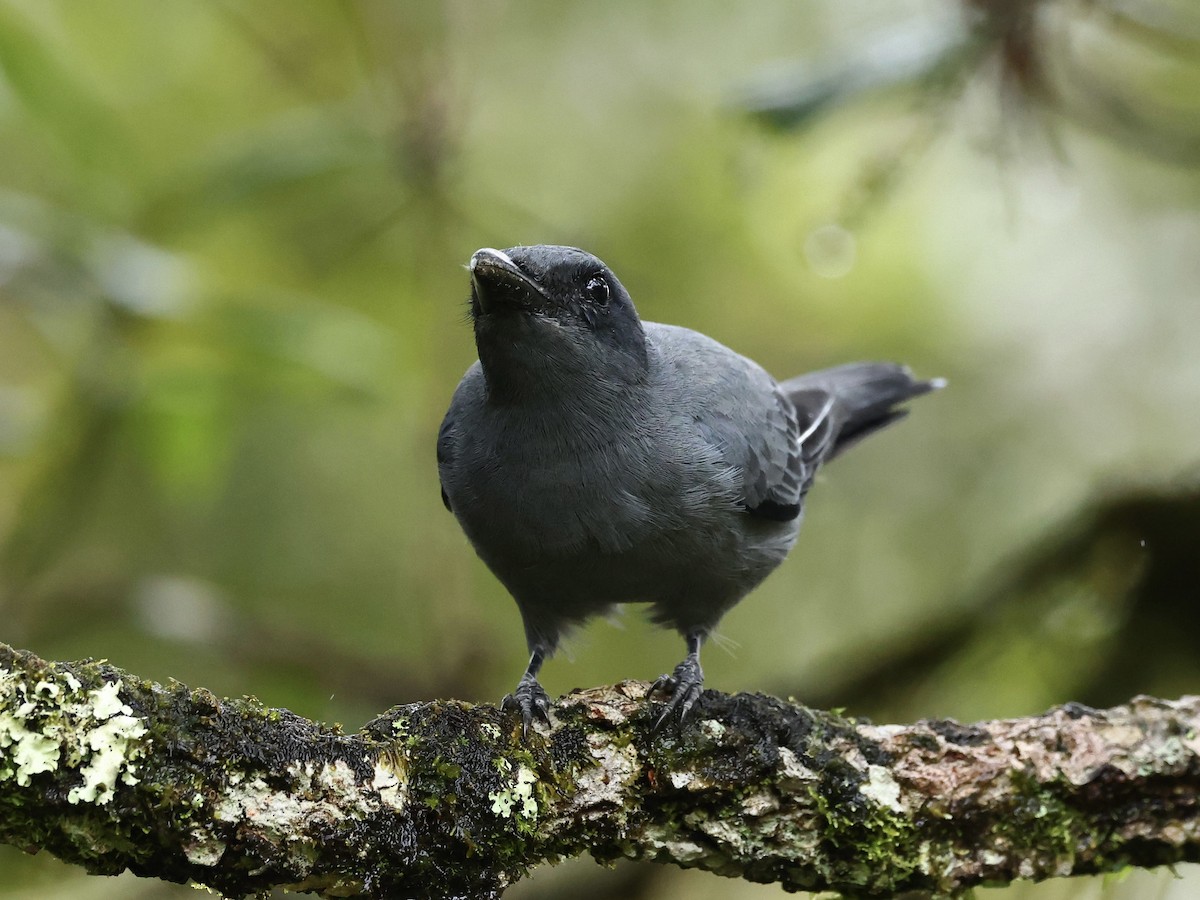 Sunda Cuckooshrike - ML639018390