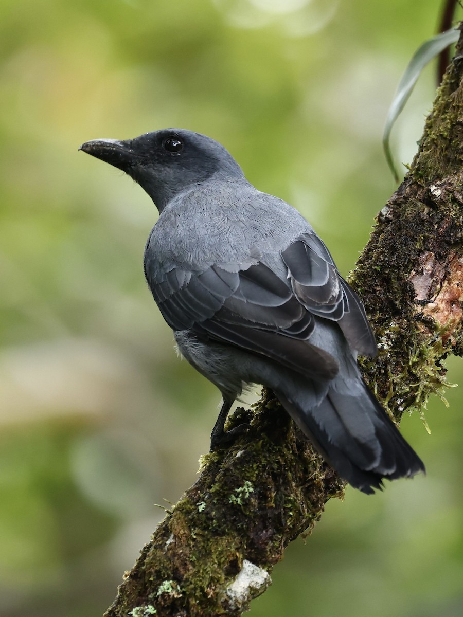 Sunda Cuckooshrike - ML639018392