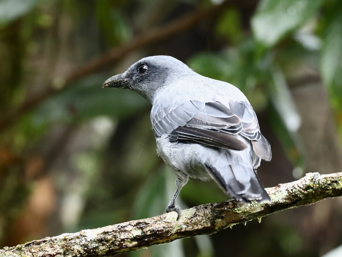 Sunda Cuckooshrike - ML639018393