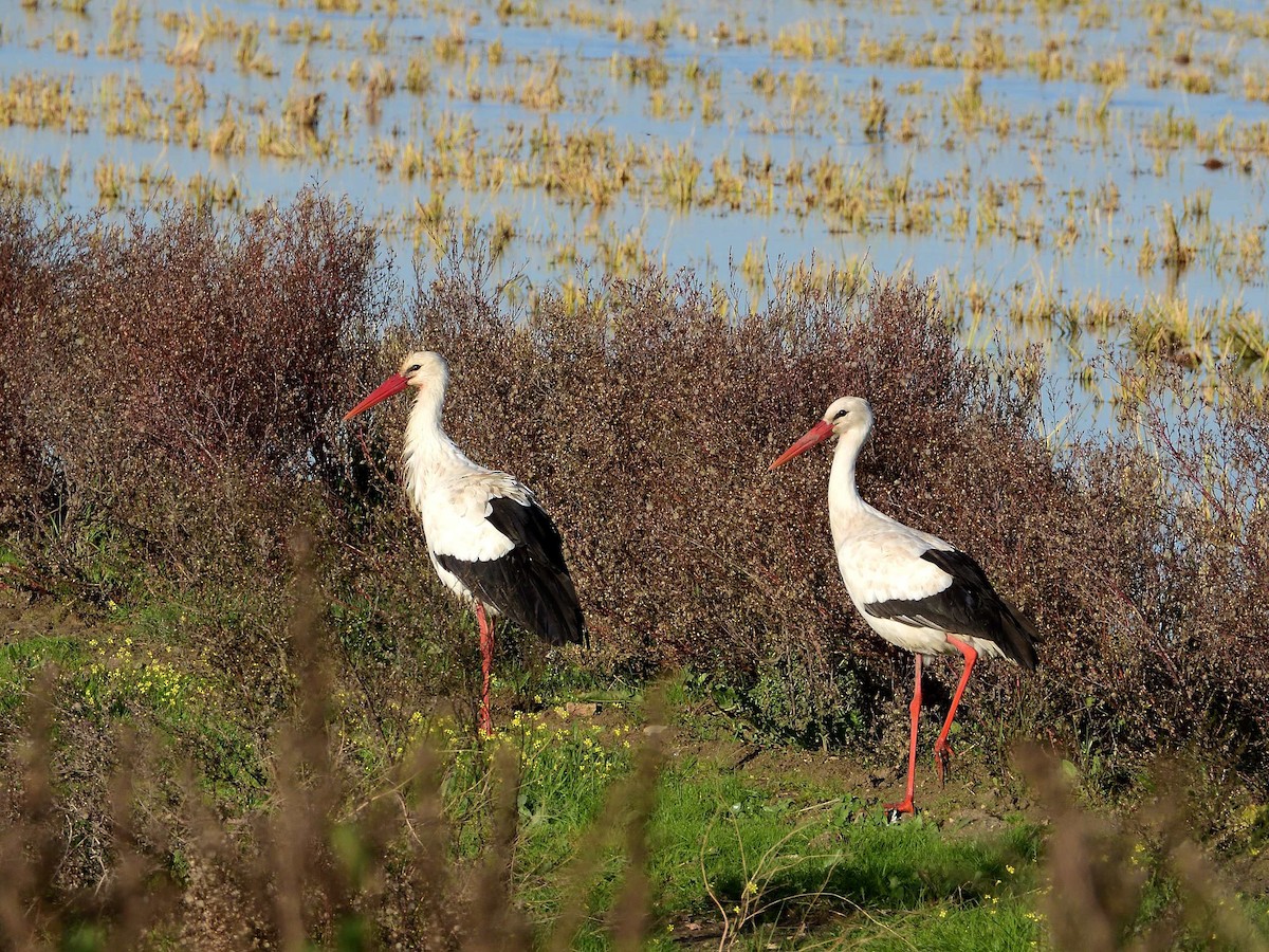 Cigüeña Blanca - ML639018407