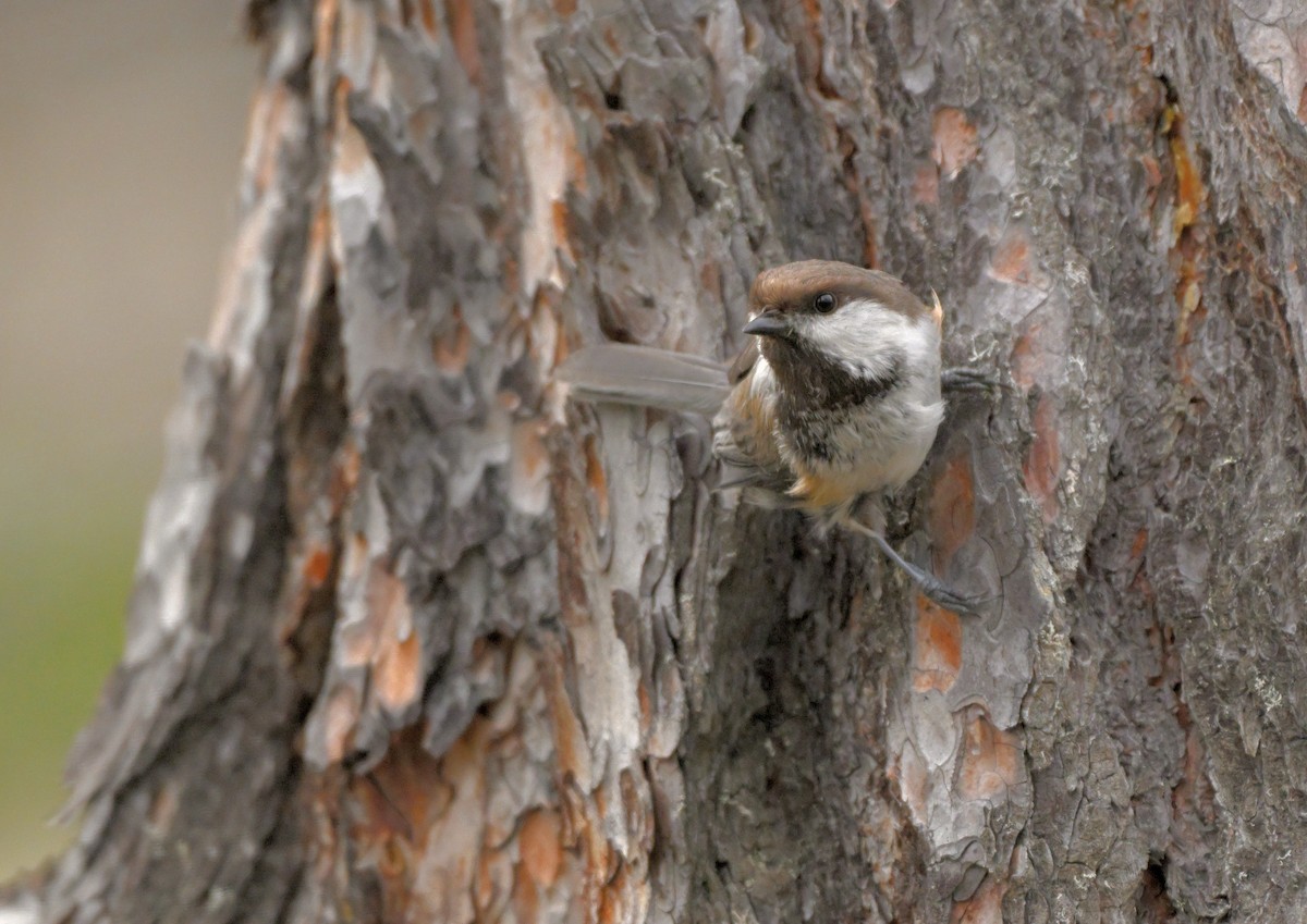 Gray-headed Chickadee - ML639018413