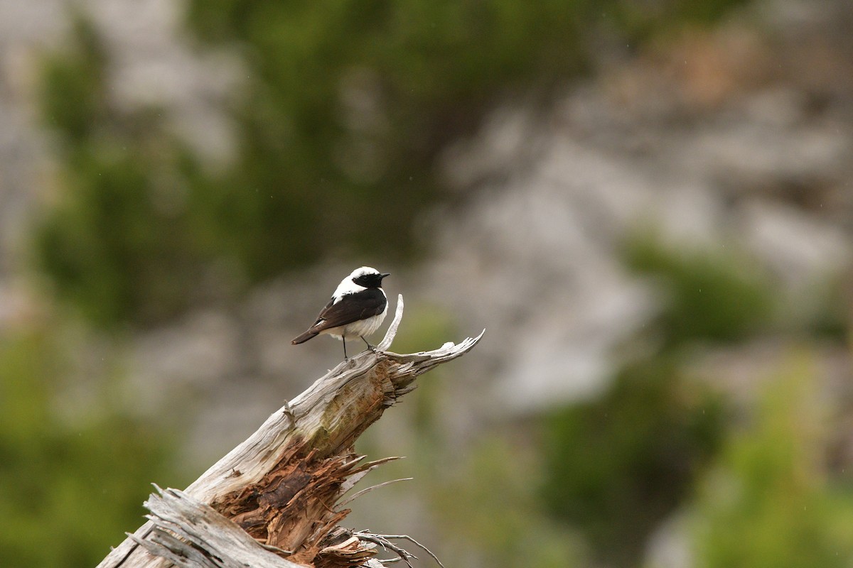 Eastern Black-eared Wheatear - ML639018479