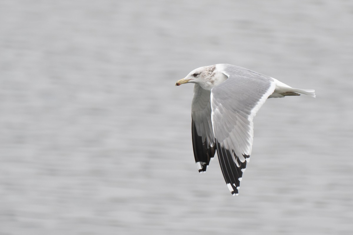 California Gull - ML639018488