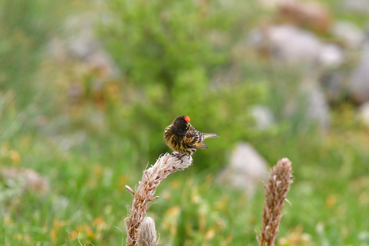 Улаан духт серин - ML639018493